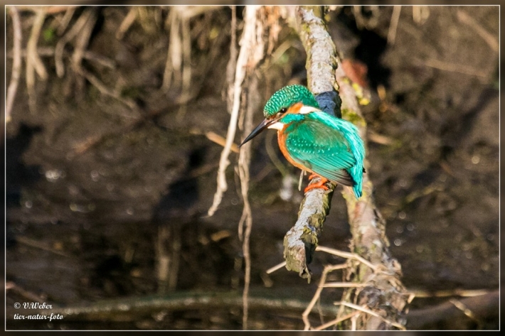 comp_IMG_6447-1
