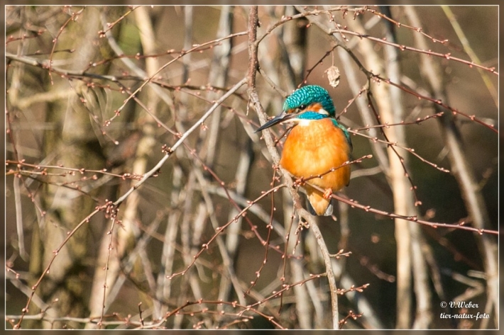 comp_IMG_6498-1