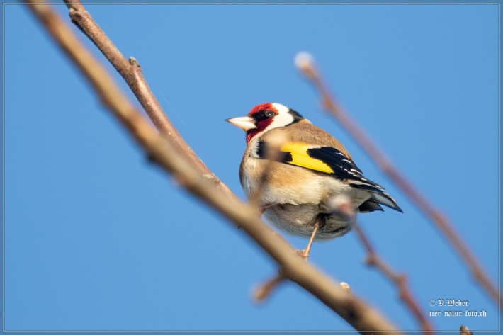 comp_IMG_5747-1