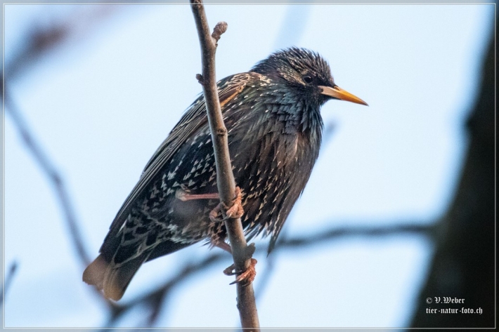 comp_IMG_5786-1