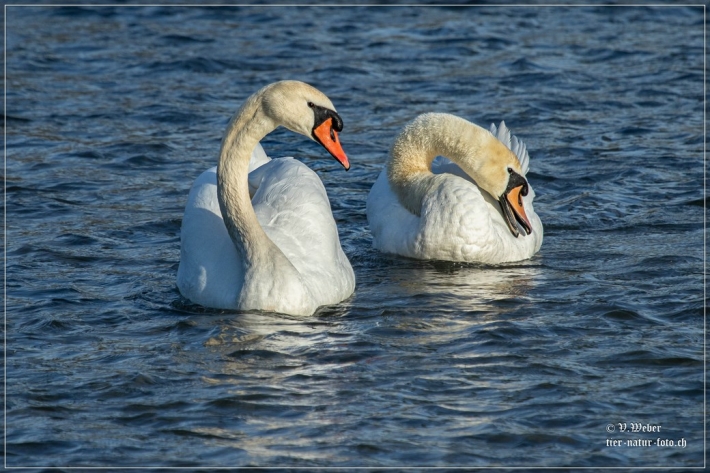 comp_IMG_5844-1