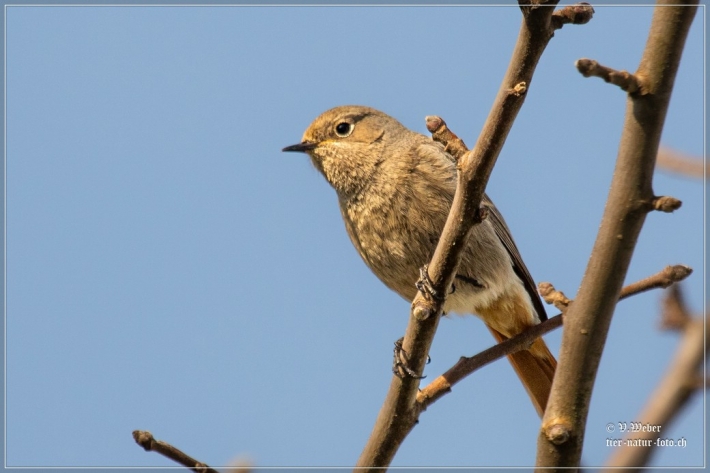 comp_IMG_5915-1