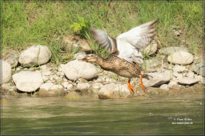 comp_IMG_7240-1