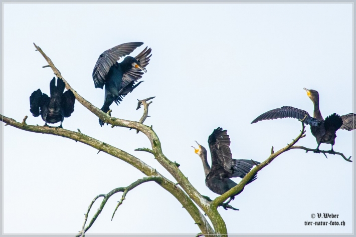comp_IMG_8726-1