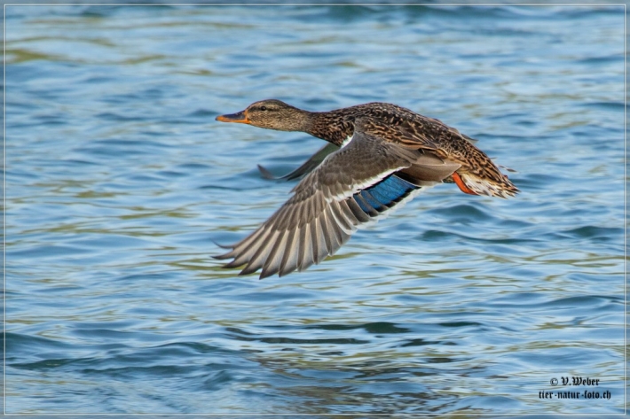 comp_IMG_8905-1