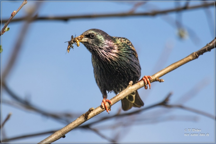 comp_IMG_6433-1