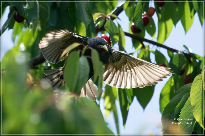 comp__MG_1250-1