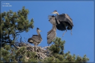Graureiher-Jungtiere-im-Nest