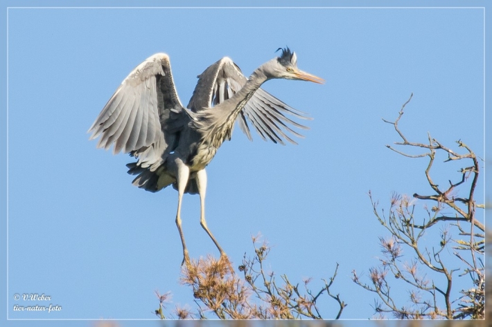 Graureiher-im-Landeanflug