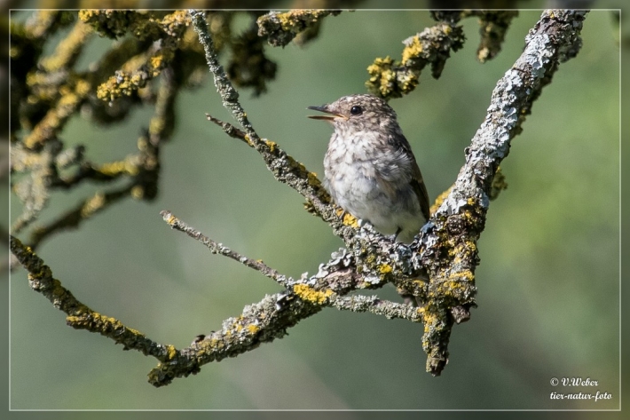 Grauschn-pper-Jungvogel