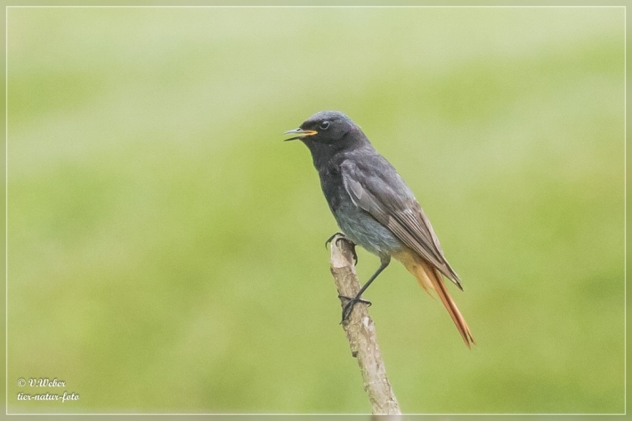 Hausrotschwanz-M-nnchen