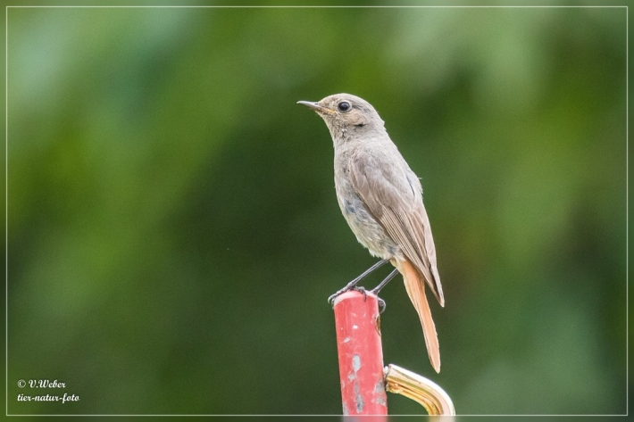 Hausrotschwanz-Weibchen