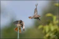 Hausrotschwanz-fliegender-Wechsel