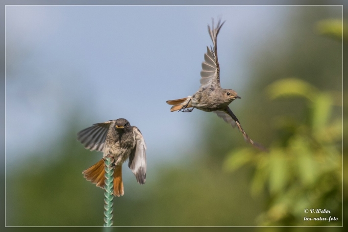 Hausrotschwanz-fliegender-Wechsel
