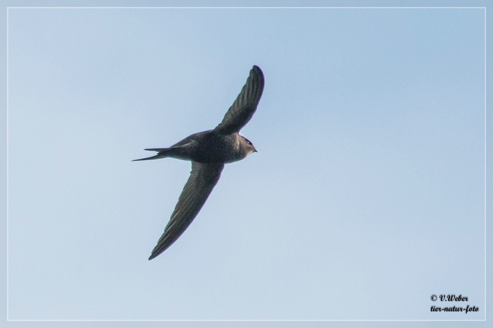 Mauersegler-1