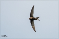 Mauersegler-2