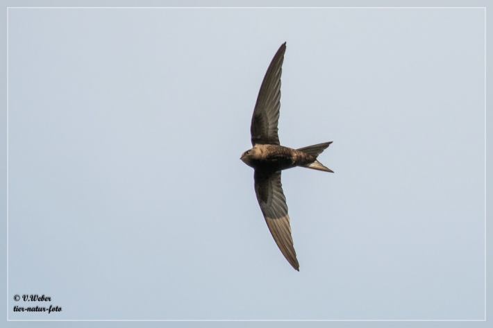 Mauersegler-2