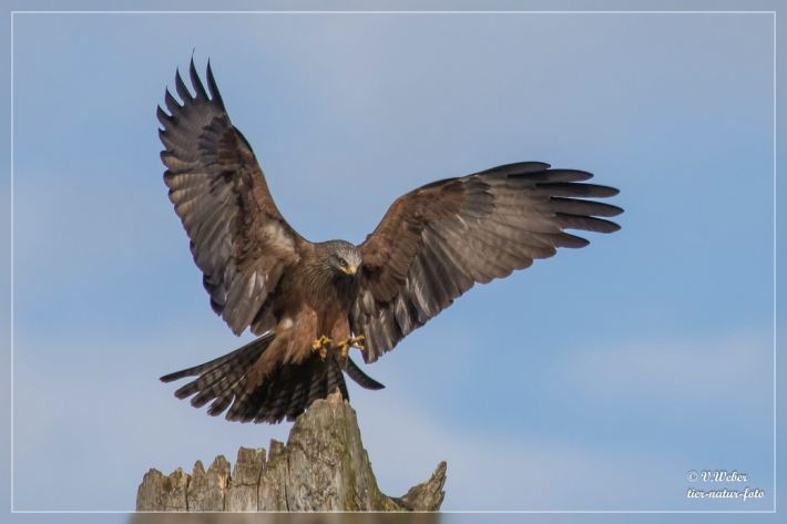 Schwarzmilan-beim-Landeanflug