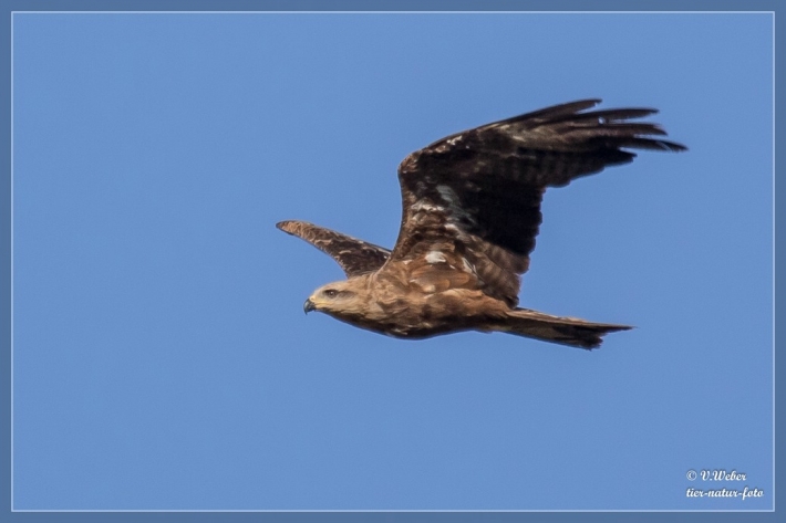 Schwarzmilan-im-Flug