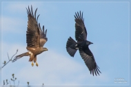 Schwarzmilan-verjagt-Kr-he