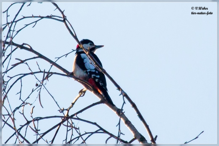 comp_IMG_0454-1
