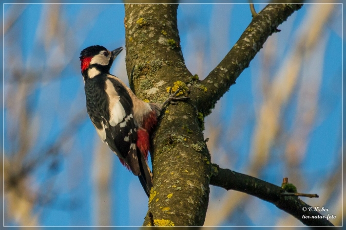 comp_IMG_0521-1