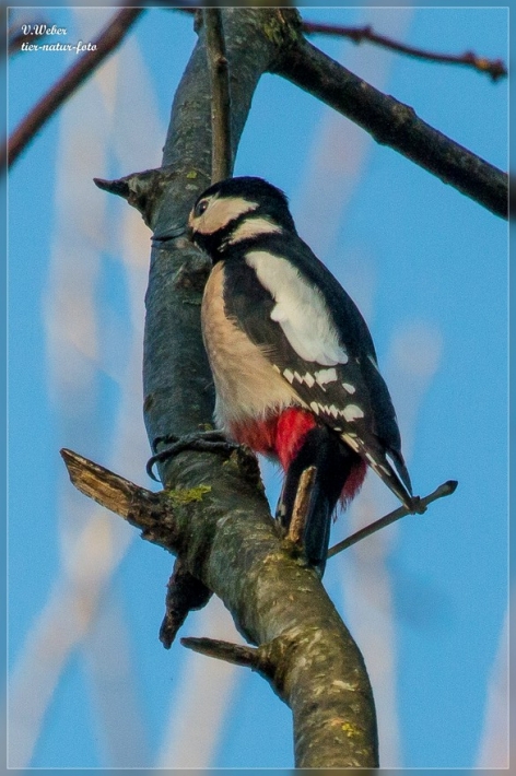 comp_IMG_0523-1