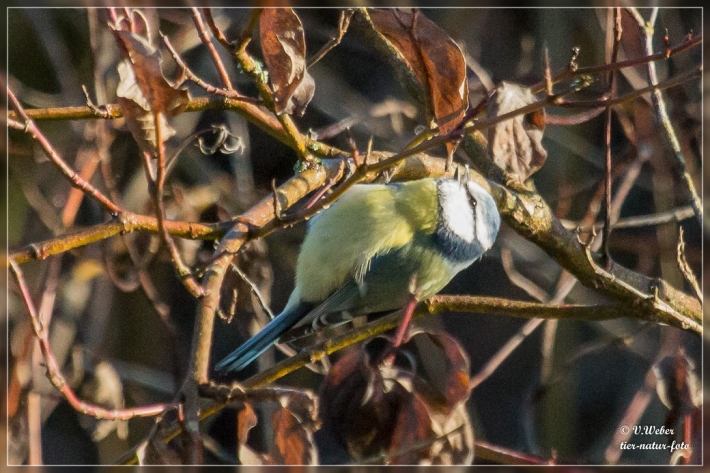 comp_IMG_0544-1