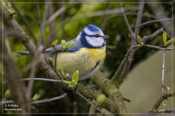Blaumeise