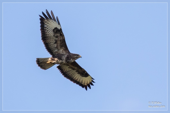 Mäusebussard