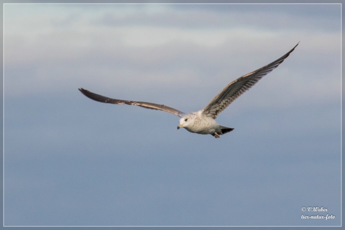 Mittelmeermöwe Jungvogel