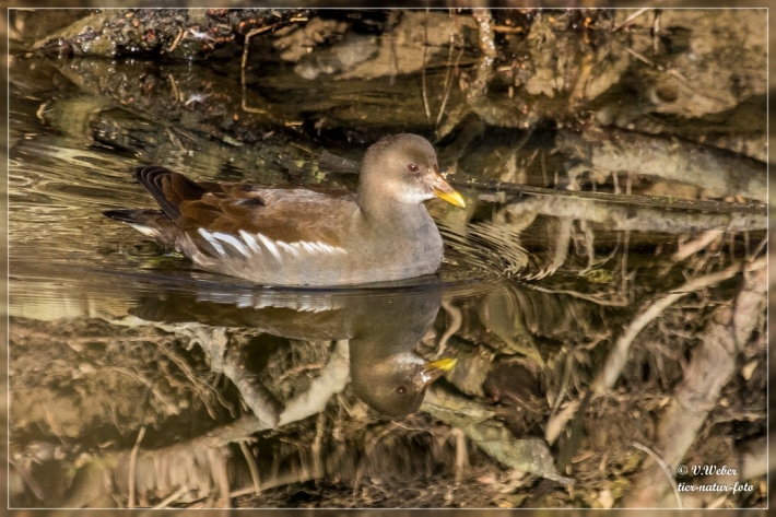 Teichhuhn Jungvogel