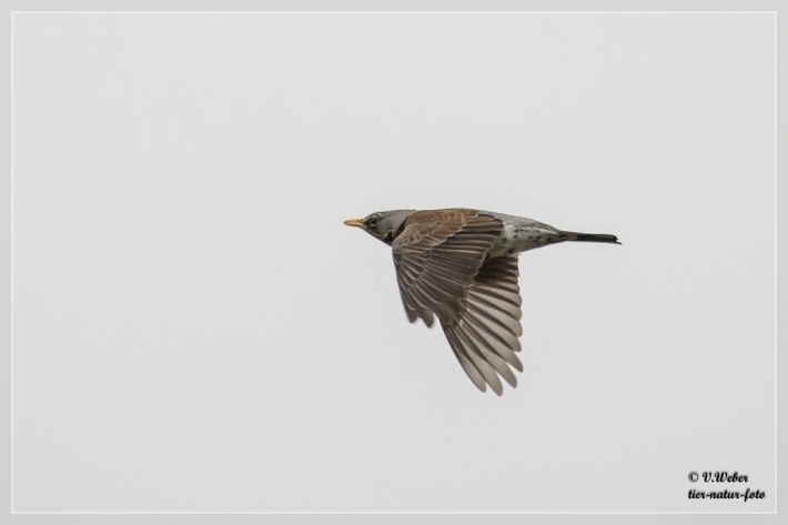 Wacholderdrossel im Flug