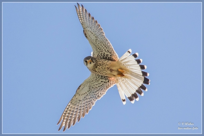 comp_IMG_2617-1