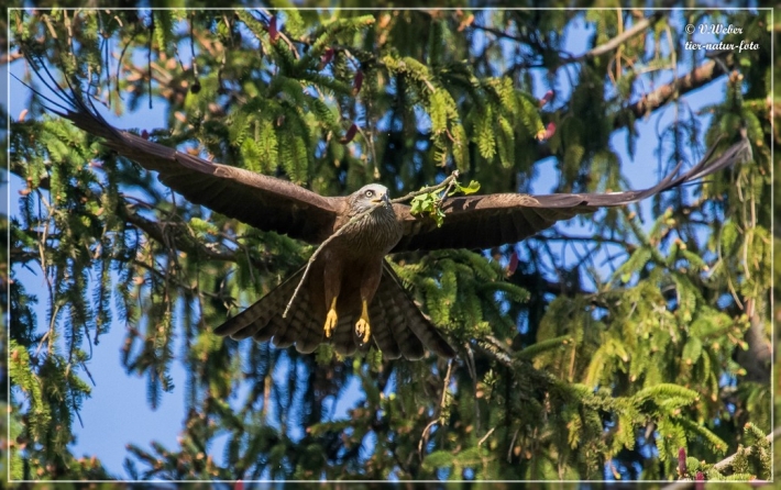 comp_IMG_2769-1
