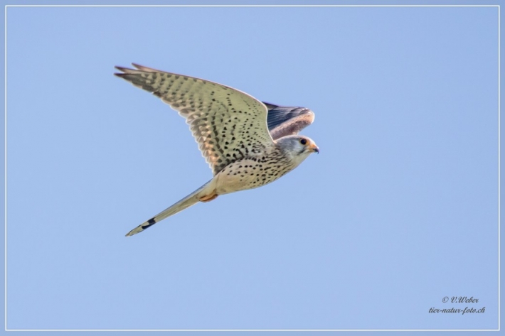 comp_IMG_3142-1