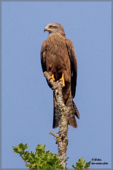 comp_IMG_3516-1