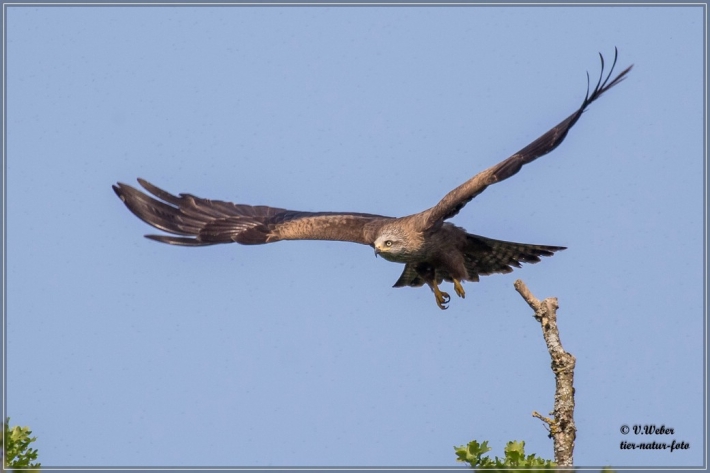 comp_IMG_3518-1