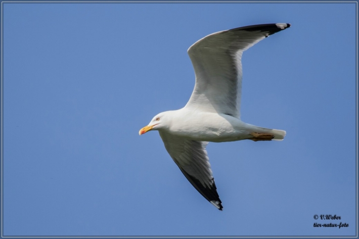 comp_IMG_3541-1