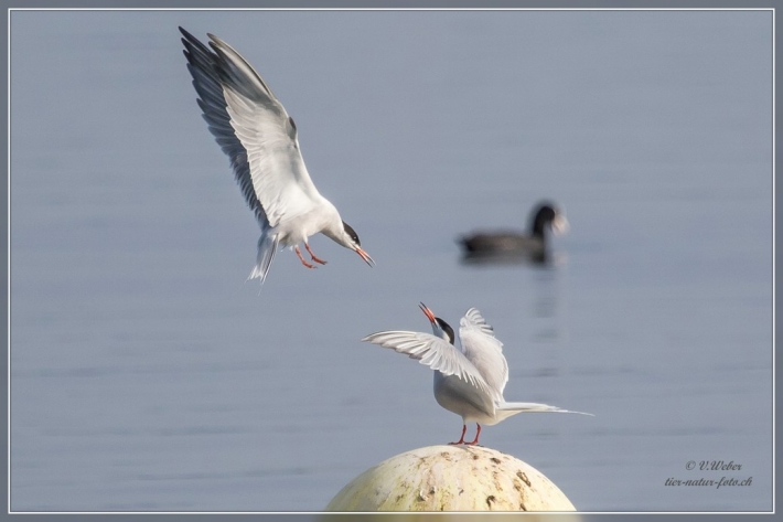 comp_IMG_4915-1