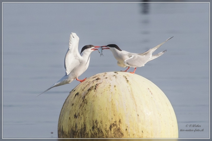 comp_IMG_4922-1
