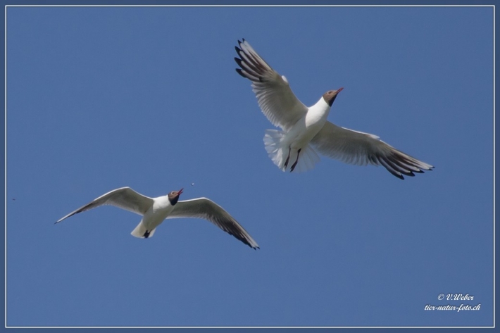 comp_IMG_5947-1