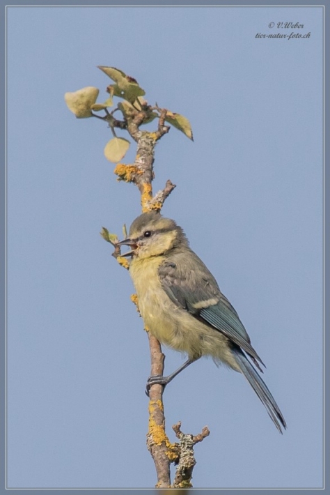 comp_IMG_6162-1
