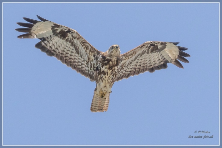 comp_IMG_6187-1