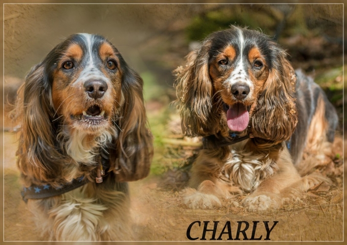 comp_Charly 1